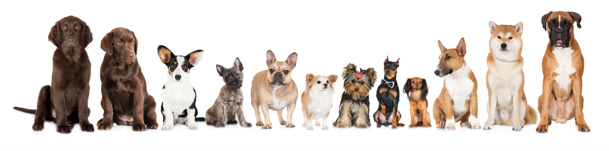 Significant Differences – A Tale of So Many Breeds