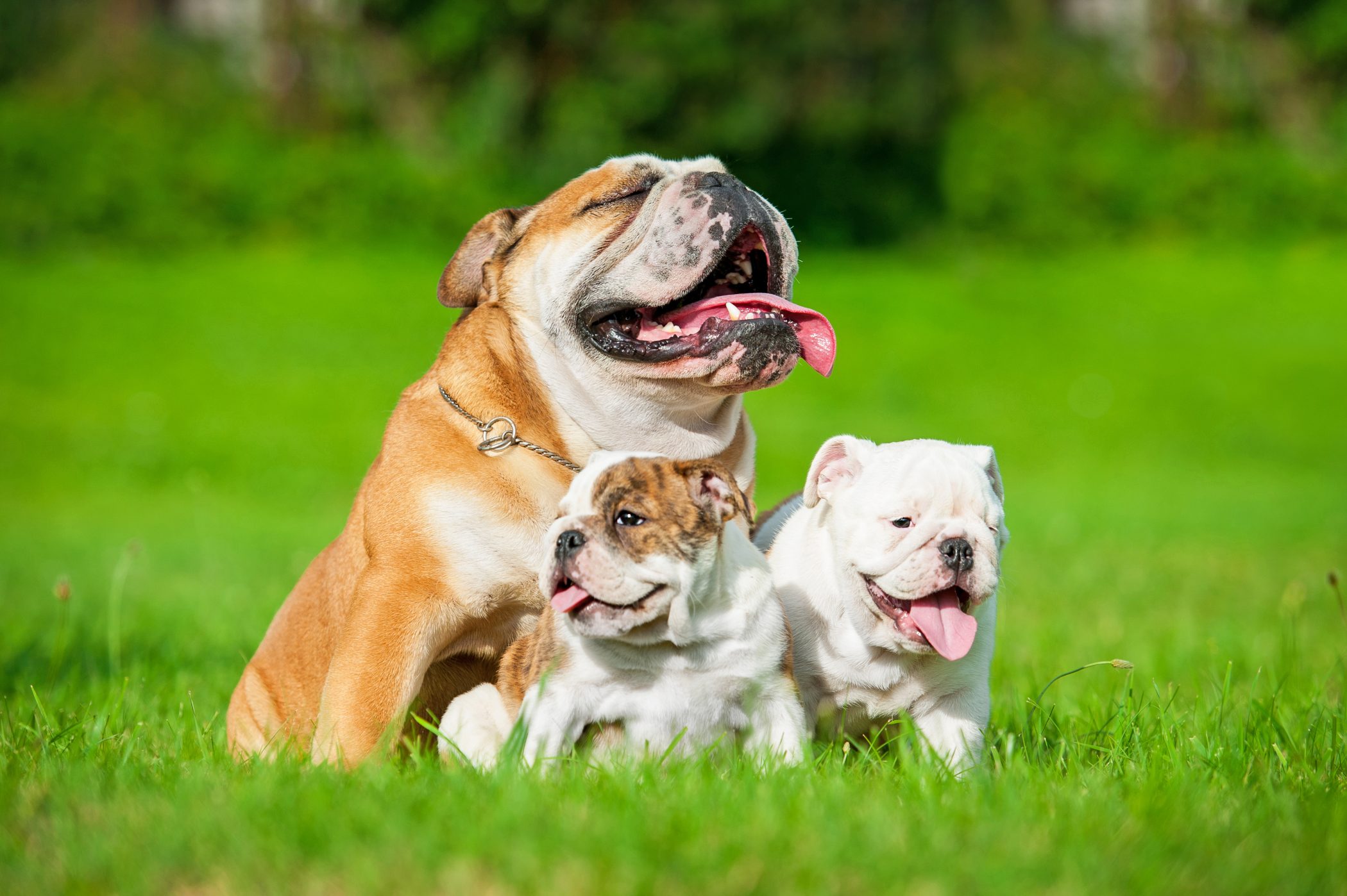 Inbreeding Levels in Different Breeds