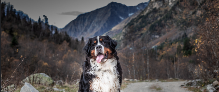 Bernese Mountain Dogs’ breed summary