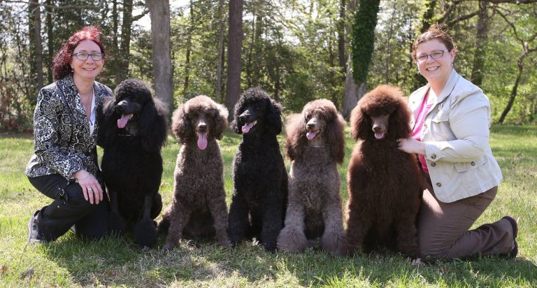 Breeder Spotlight – Piccolo’s Standard Poodles