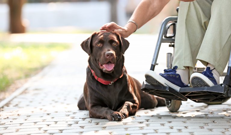 Considerations for Selecting a Pup as a Service Dog Prospect part 1- introduction to service dogs