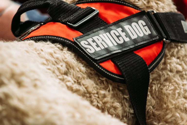 Considerations for Selecting a Pup as a Service Dog Prospect part 2
