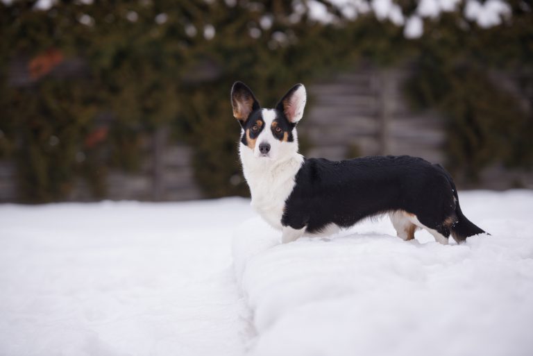 Cardigan Welsh Corgi preliminary summary