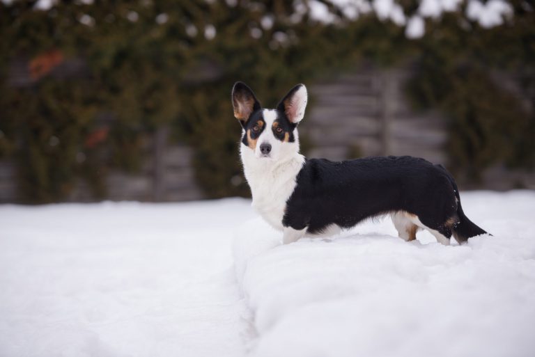 Cardigan Welsh Corgi breeding!