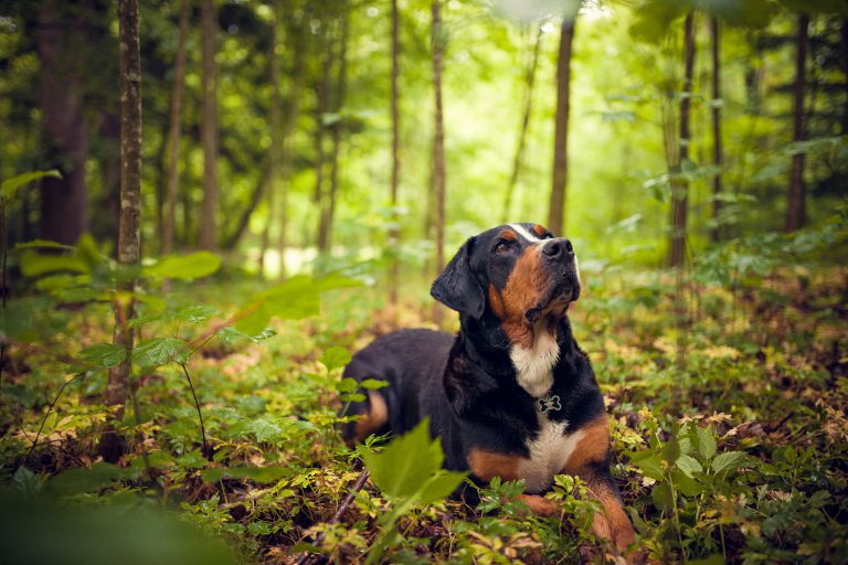Greater Swiss Mountain Dog Preliminary Summary
