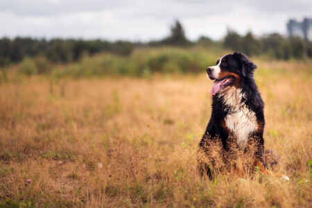 Bernese Mountain Dog Sponsored Subscription